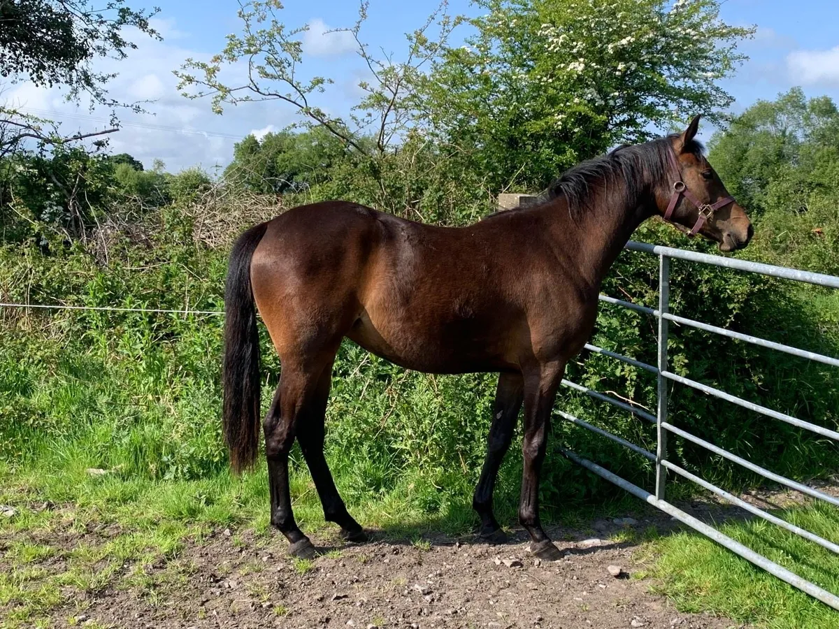 Sport horse 2yo and yearling - Image 3