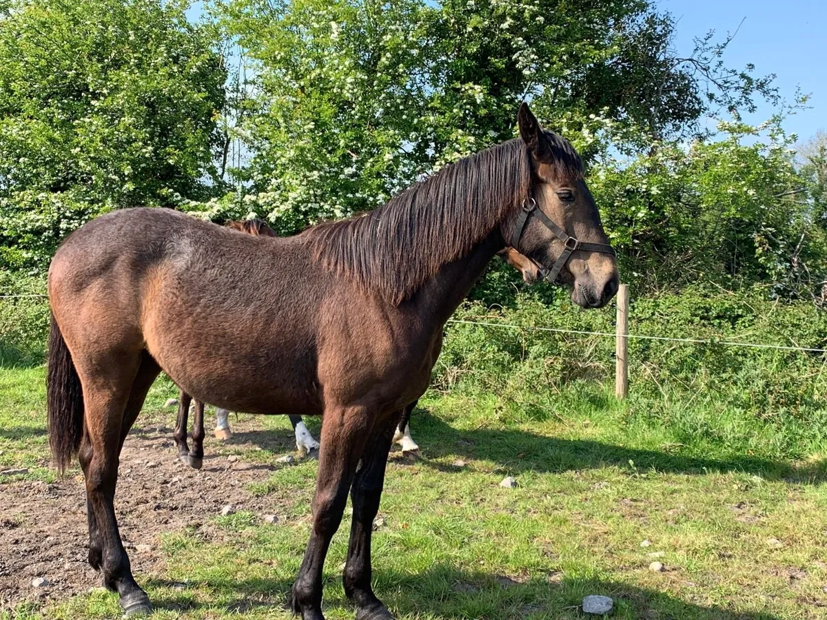 Sport horse 2yo and yearling - Image 4