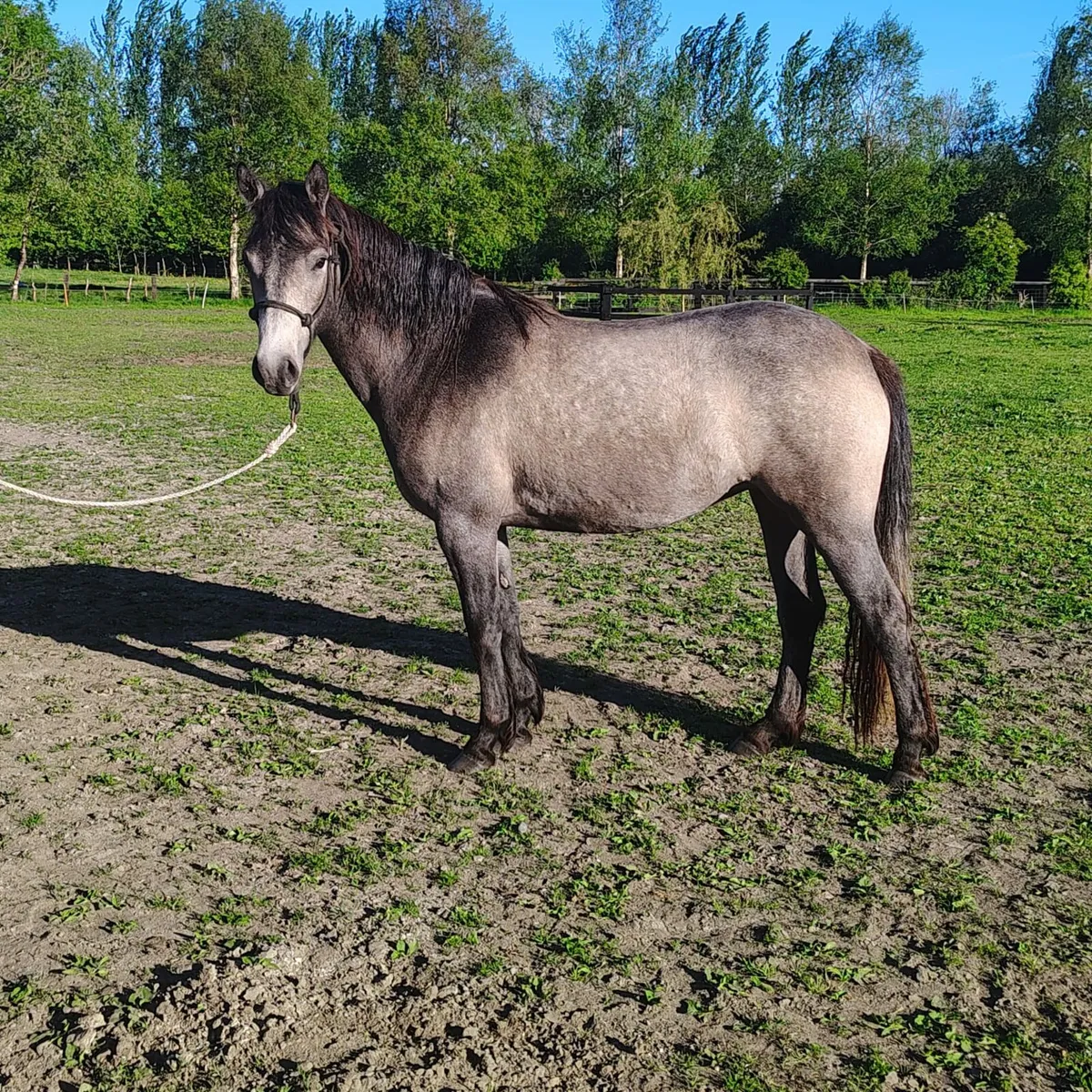 3 connemara pony's for sale - Image 3