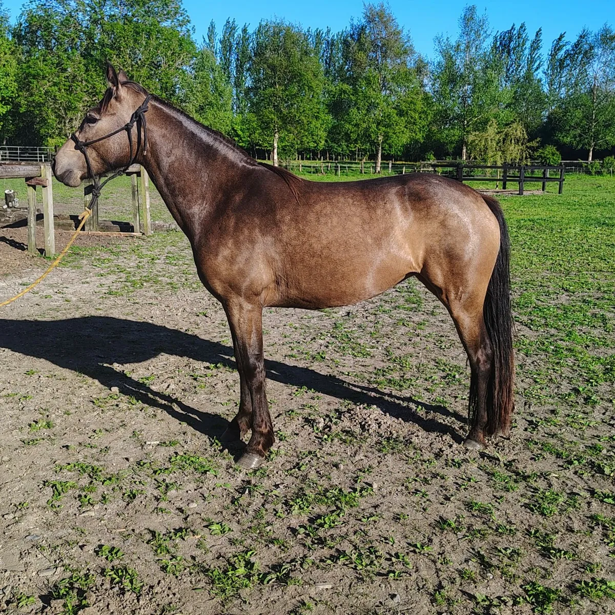 3 connemara pony's for sale - Image 4