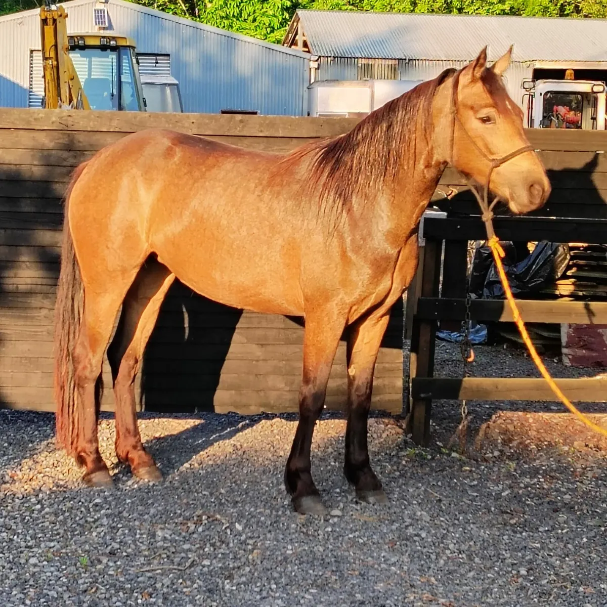 connemara pony for sale - Image 2