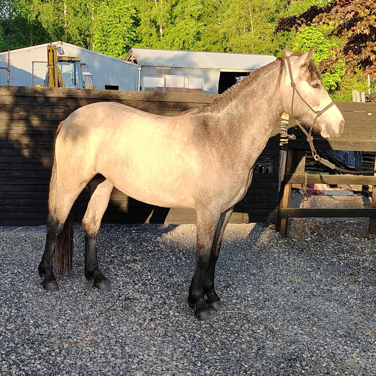 3 connemara pony's for sale - Image 2