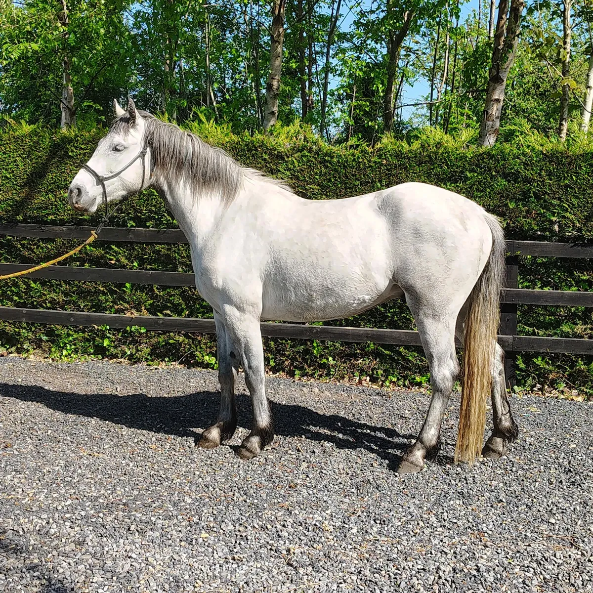 3 connemara pony's for sale - Image 1