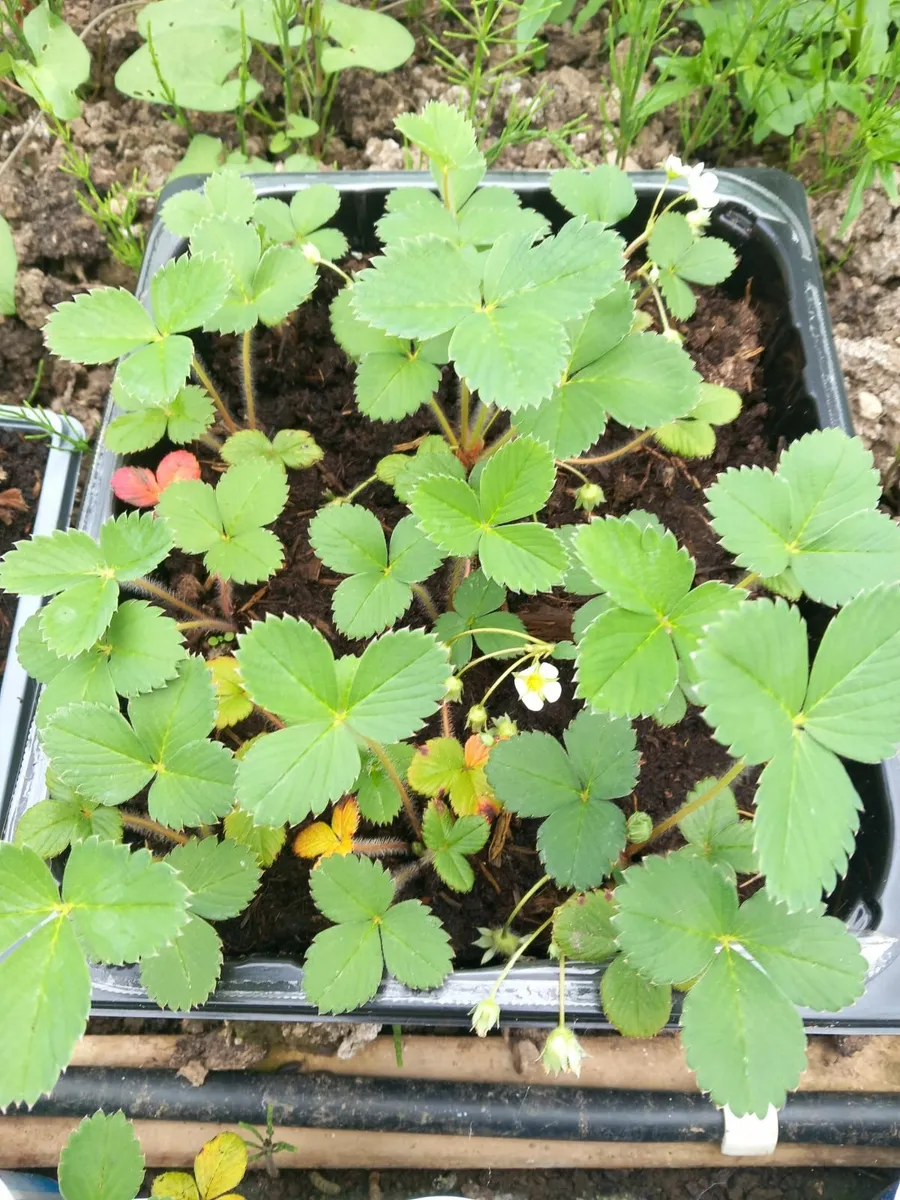 Tomatoes plants - Image 4