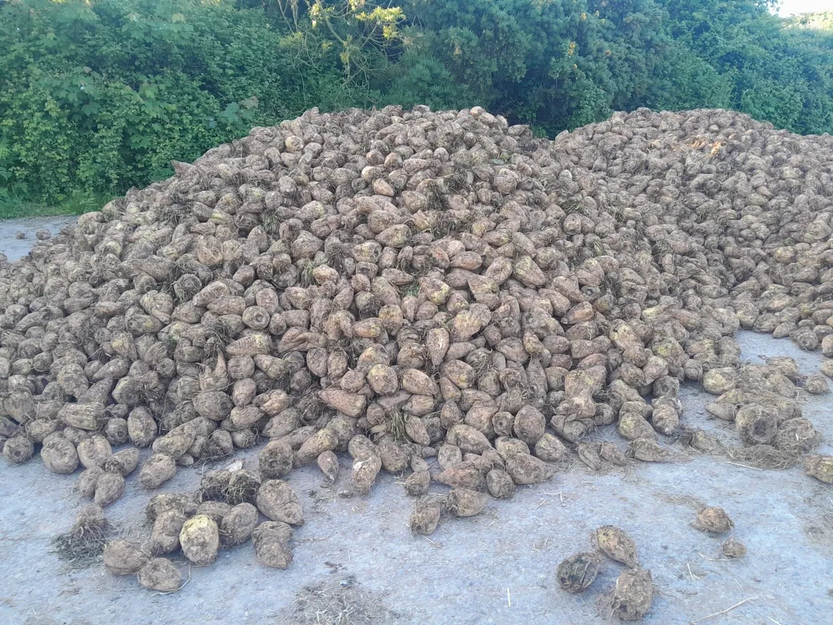 Fodder beet