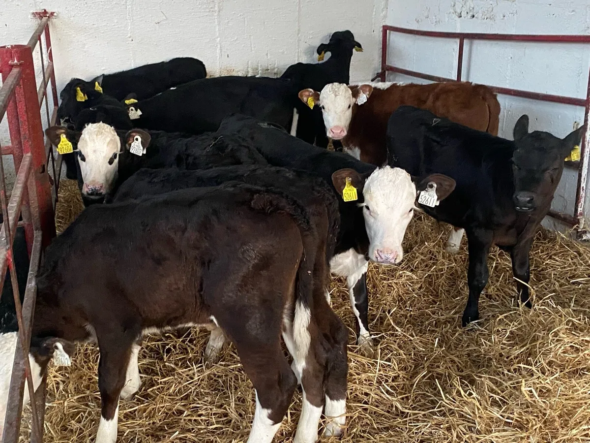 10 Just Reared Bull Calves - Image 1