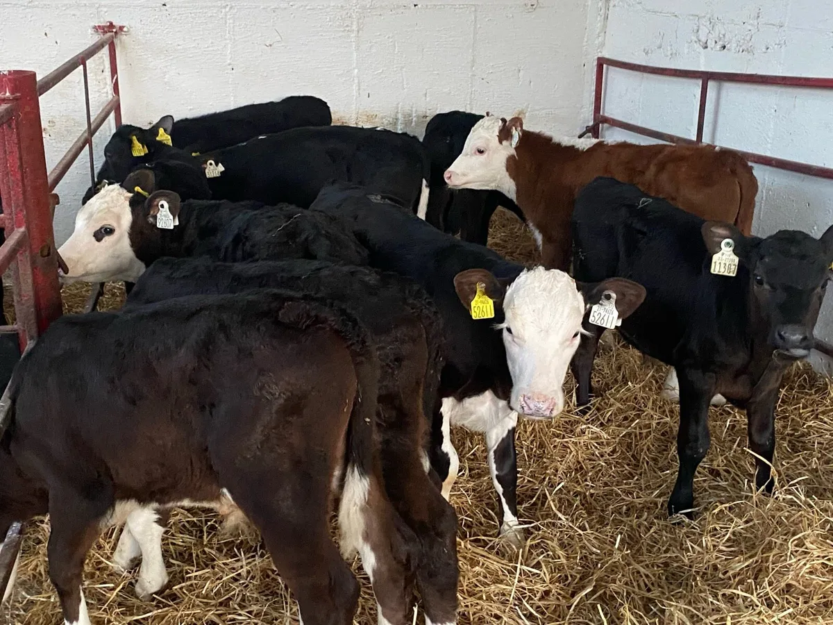 10 Just Reared Bull Calves - Image 2