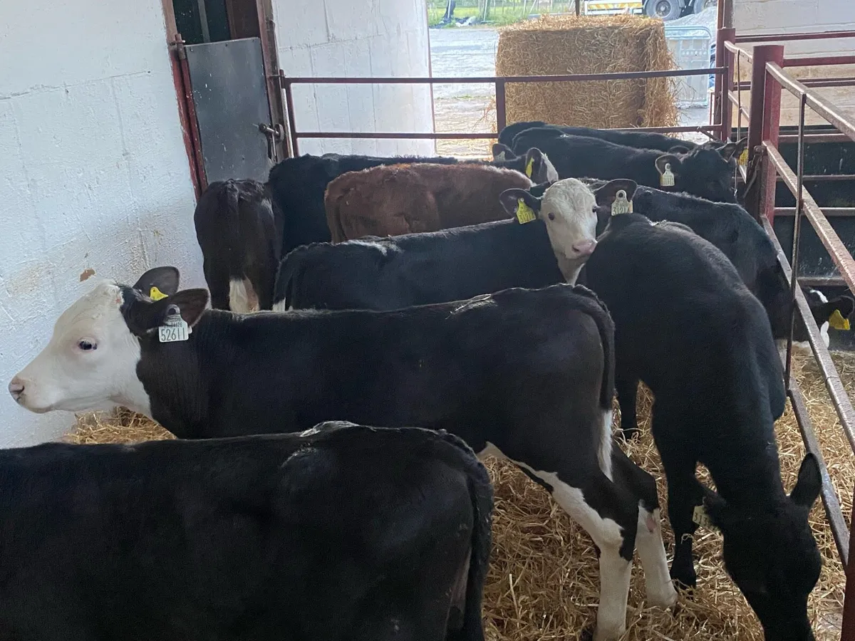 10 Just Reared Bull Calves - Image 3