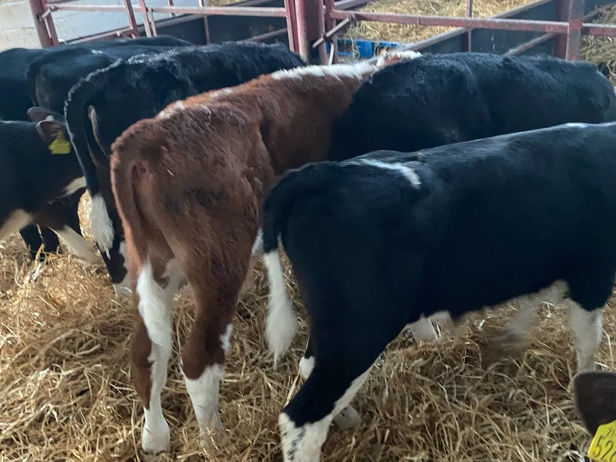 10 Just Reared Bull Calves - Image 4