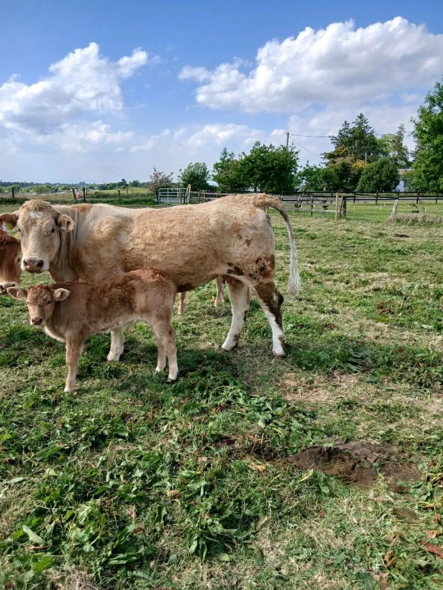 Smashing first calved cow - Image 1