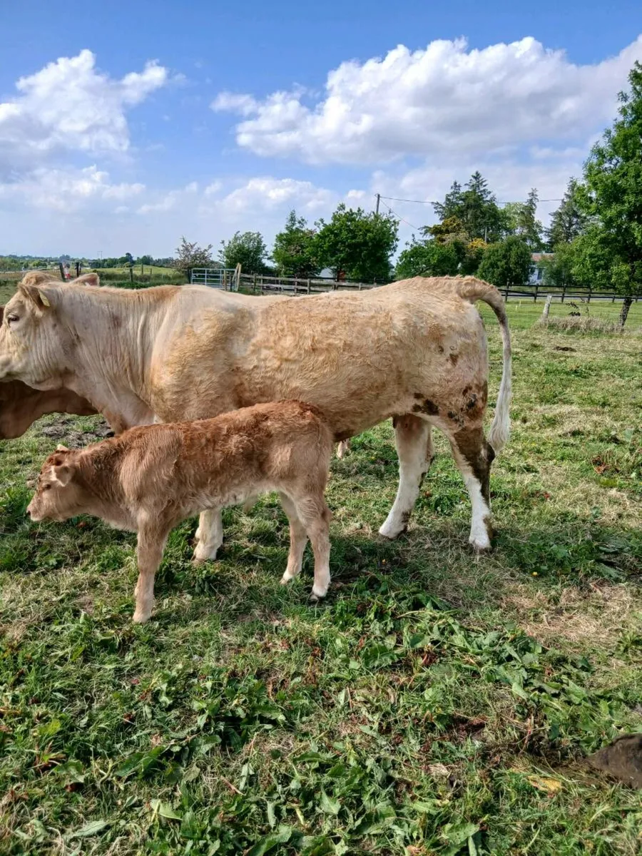 Smashing first calved cow - Image 2