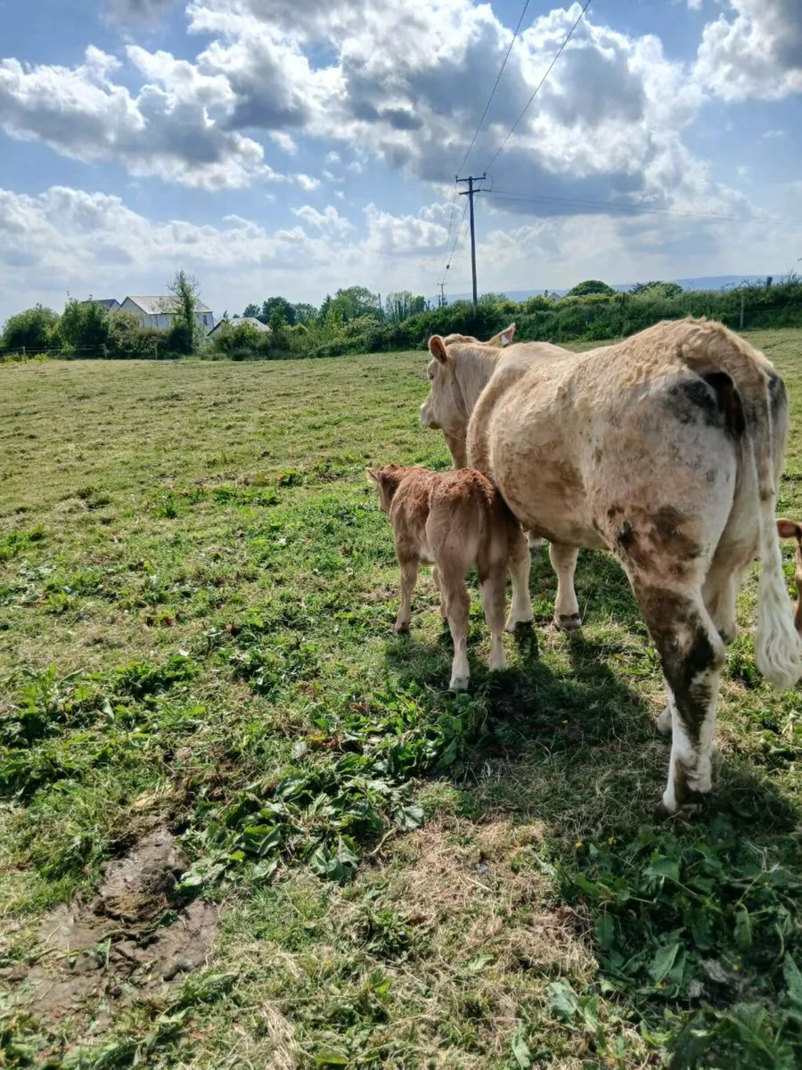 Smashing first calved cow - Image 3