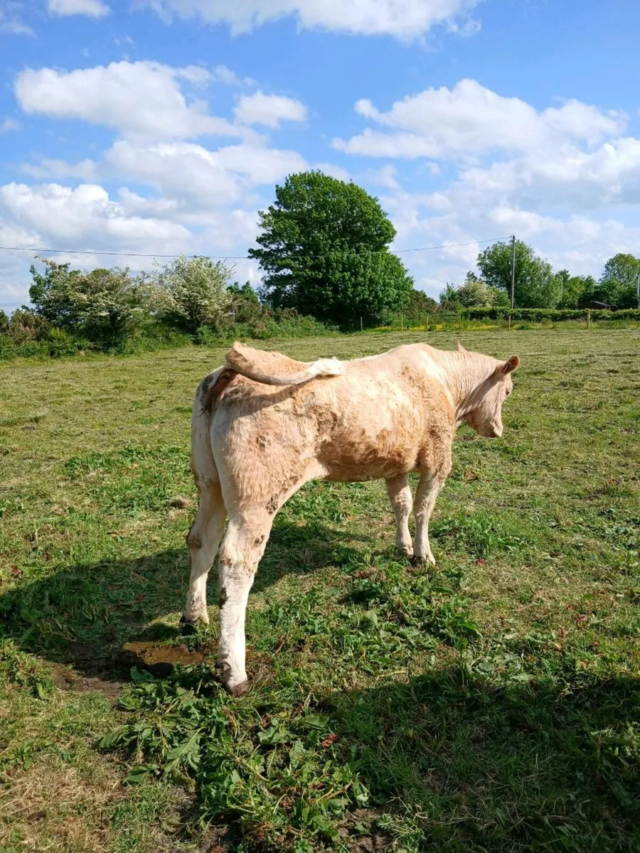 Smashing first calved cow - Image 4