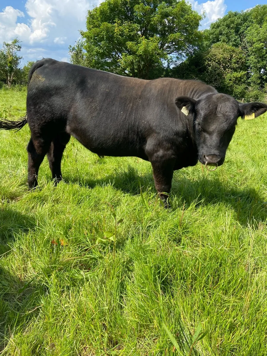 AA Bulls 15–18 months - Image 1