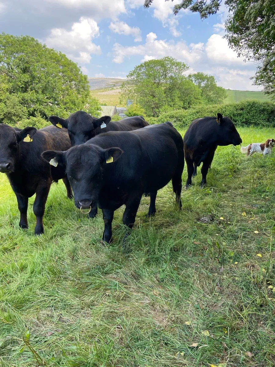 AA Bulls 15–18 months - Image 2