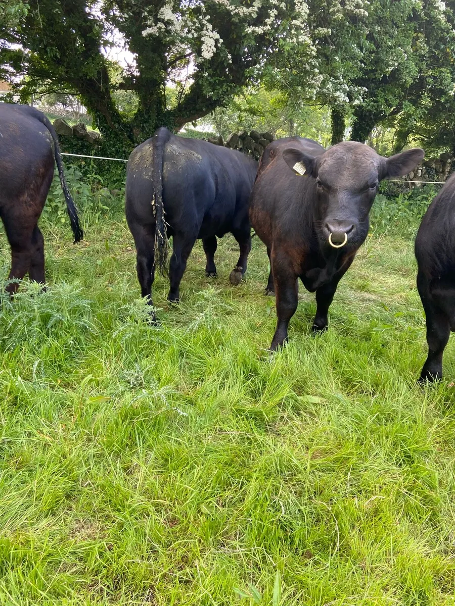 AA Bulls 15–18 months - Image 3