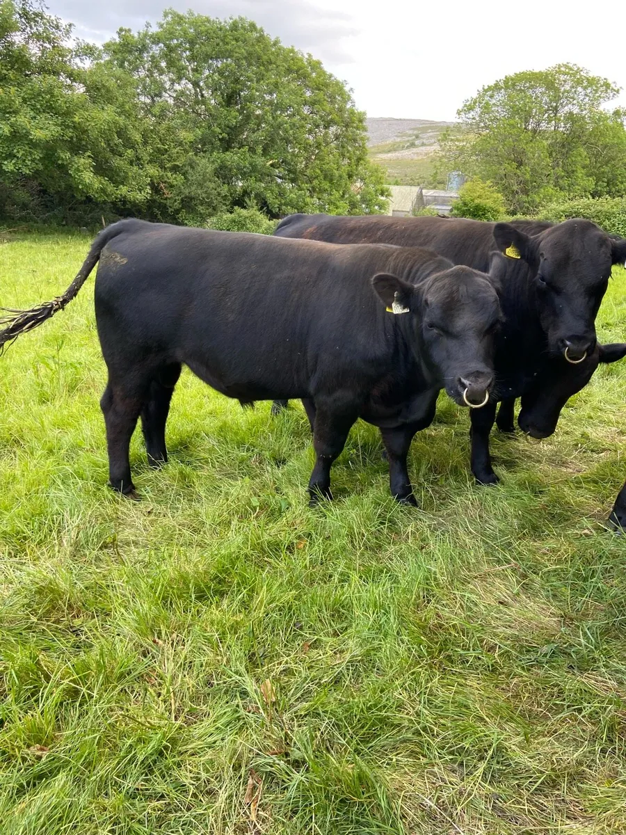 AA Bulls 15–18 months - Image 4