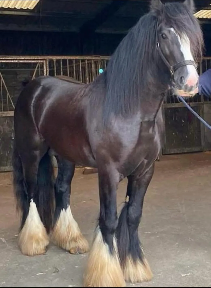 Jet!!! Heavy black Cob at Stud - Image 1