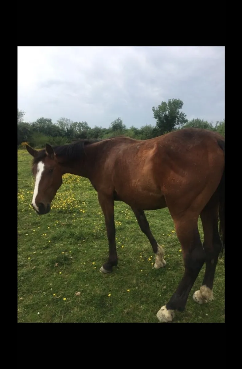 Horse - Image 1