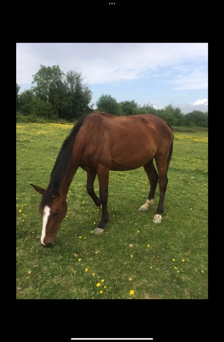 Horse - Image 2
