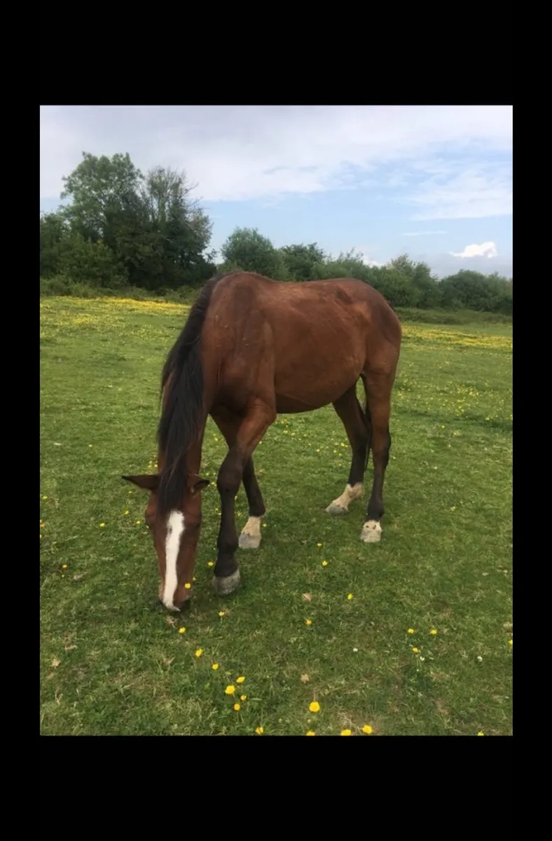 Horse - Image 3