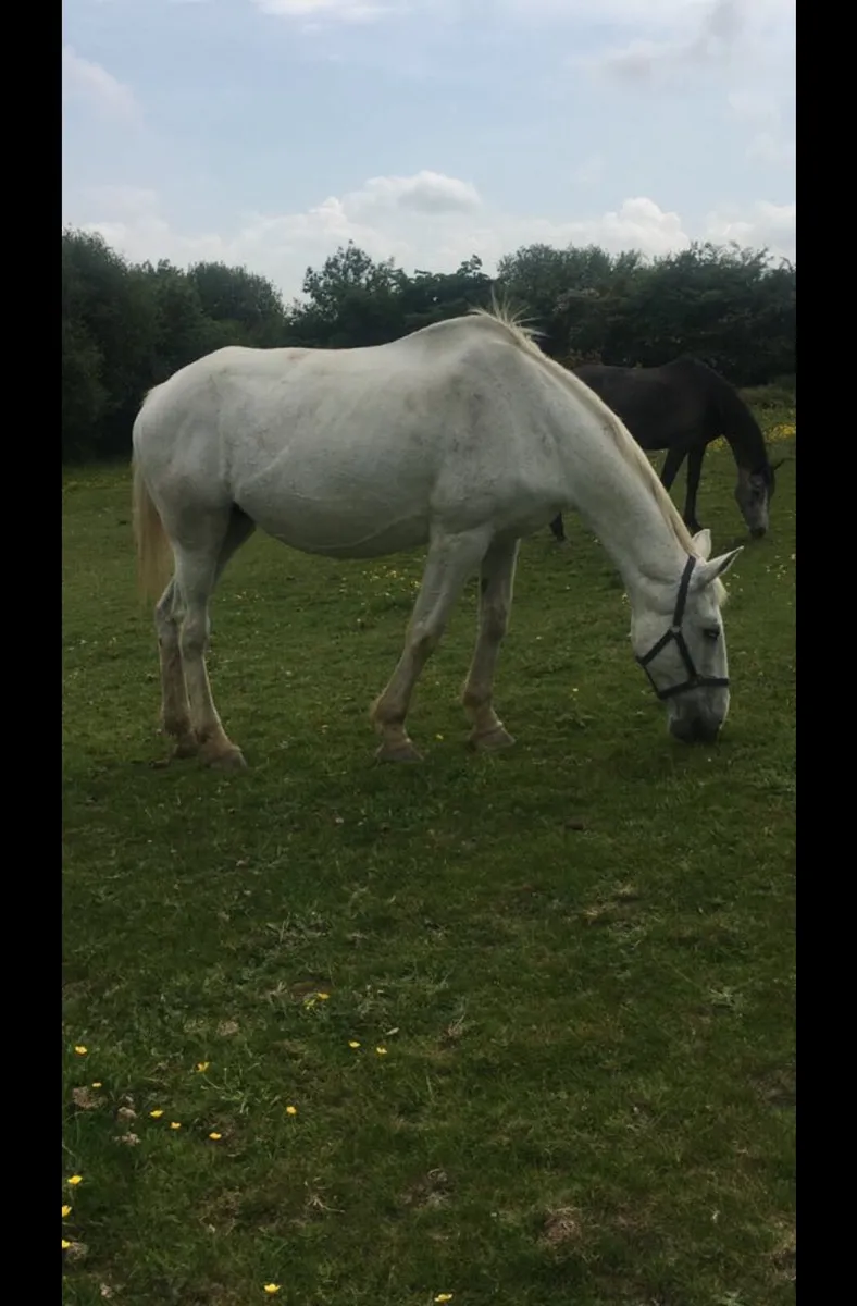Horse - Image 4