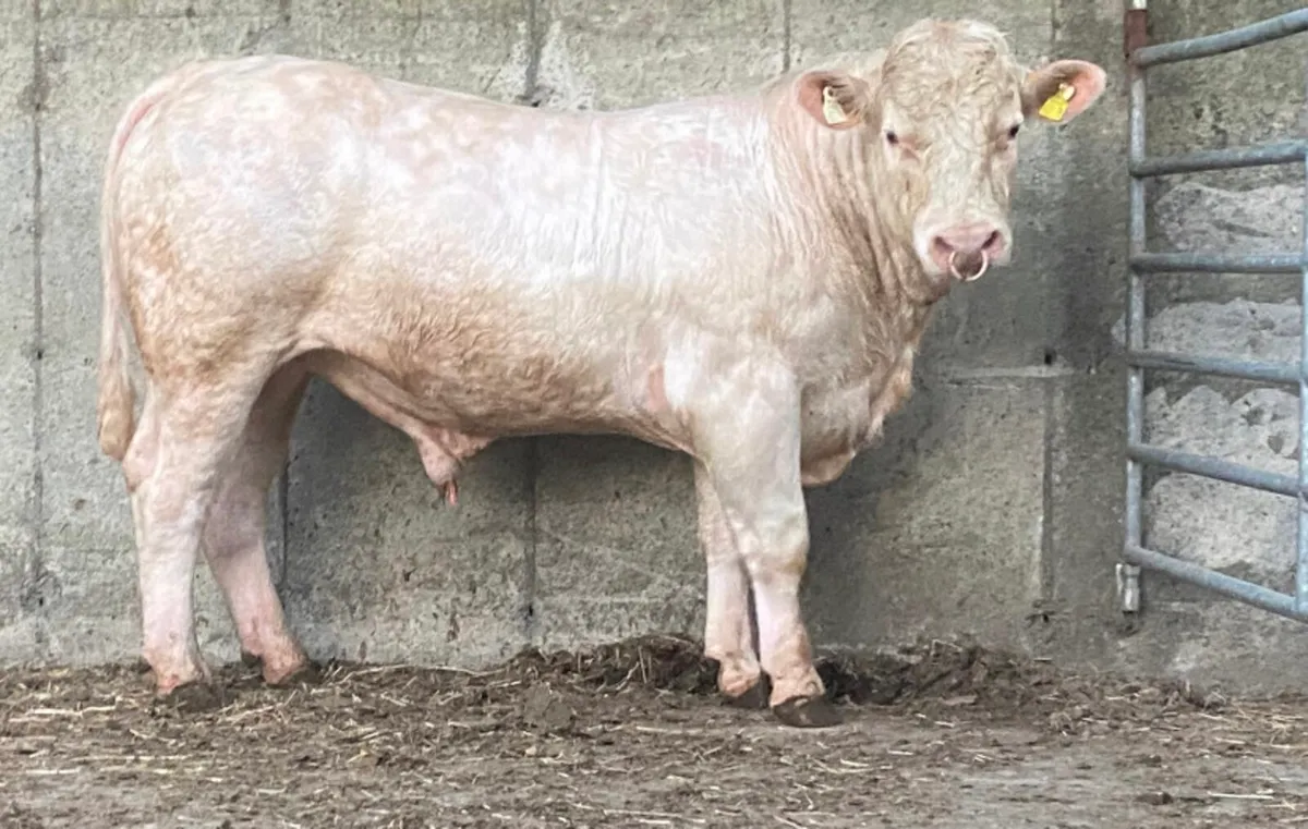 Super PBR Charolais Bull for Macroom Bull Sale - Image 1