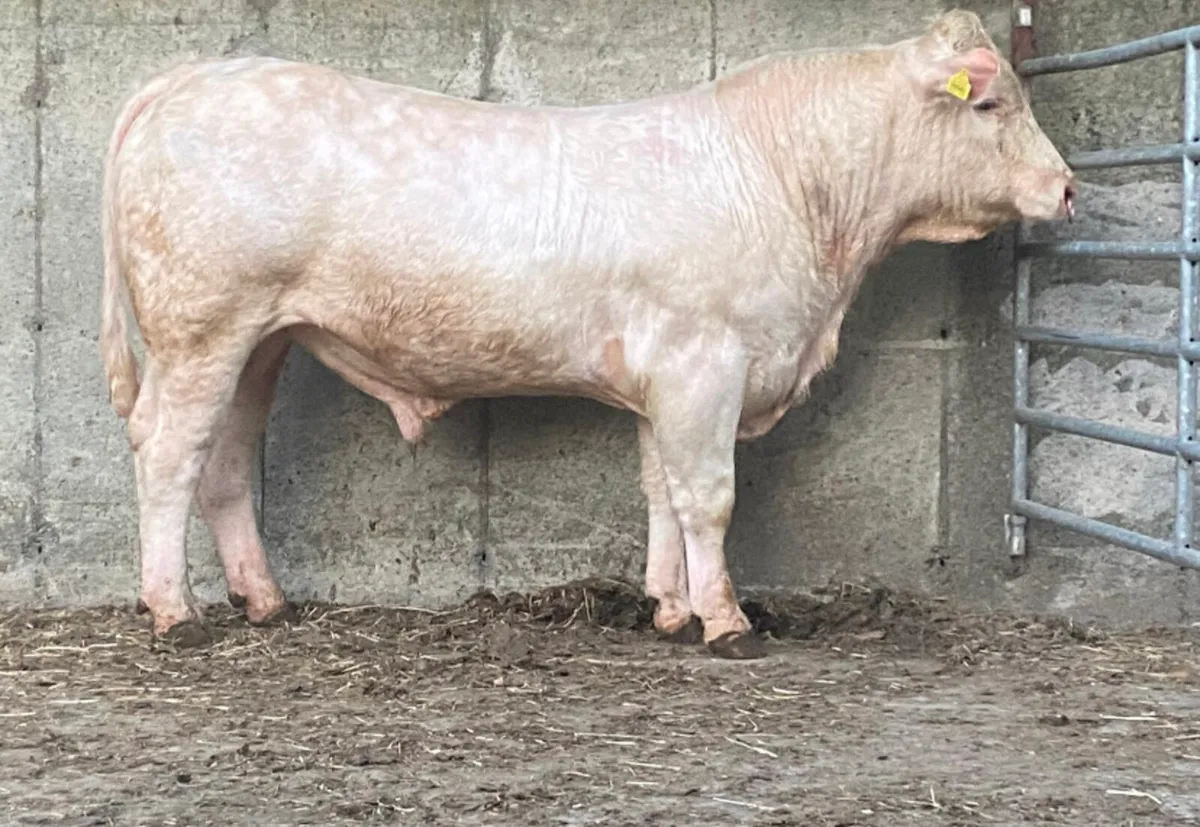 Super PBR Charolais Bull for Macroom Bull Sale - Image 3