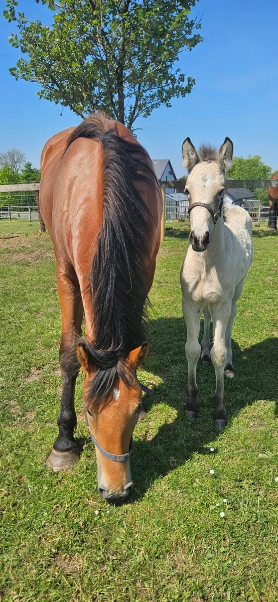 Irish draught mare and foal - Image 2