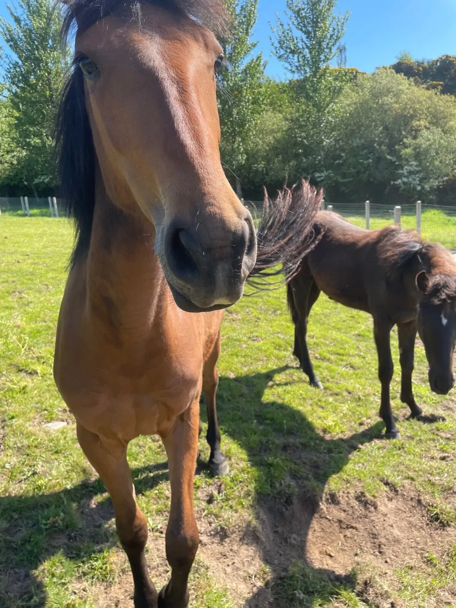 2 year old and Yearling - Image 2