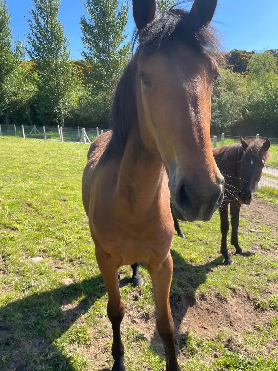 2 year old and Yearling - Image 3