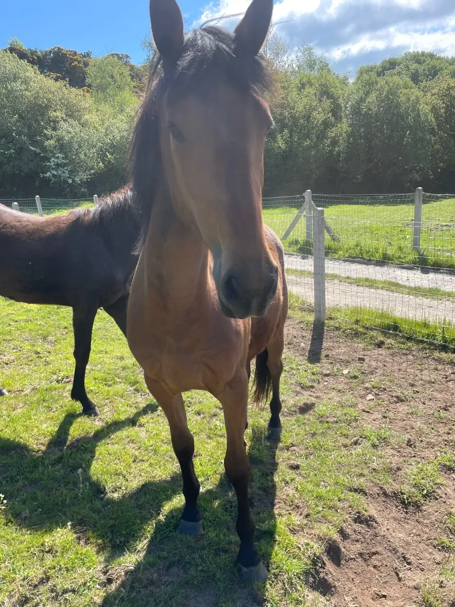 2 year old and Yearling ISH - Image 4
