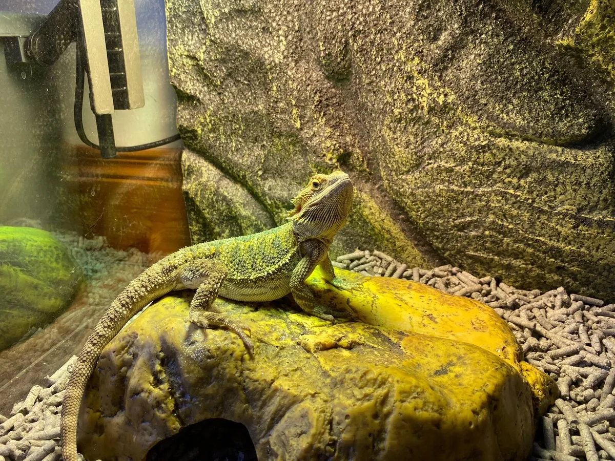 Bearded Dragon - Image 1