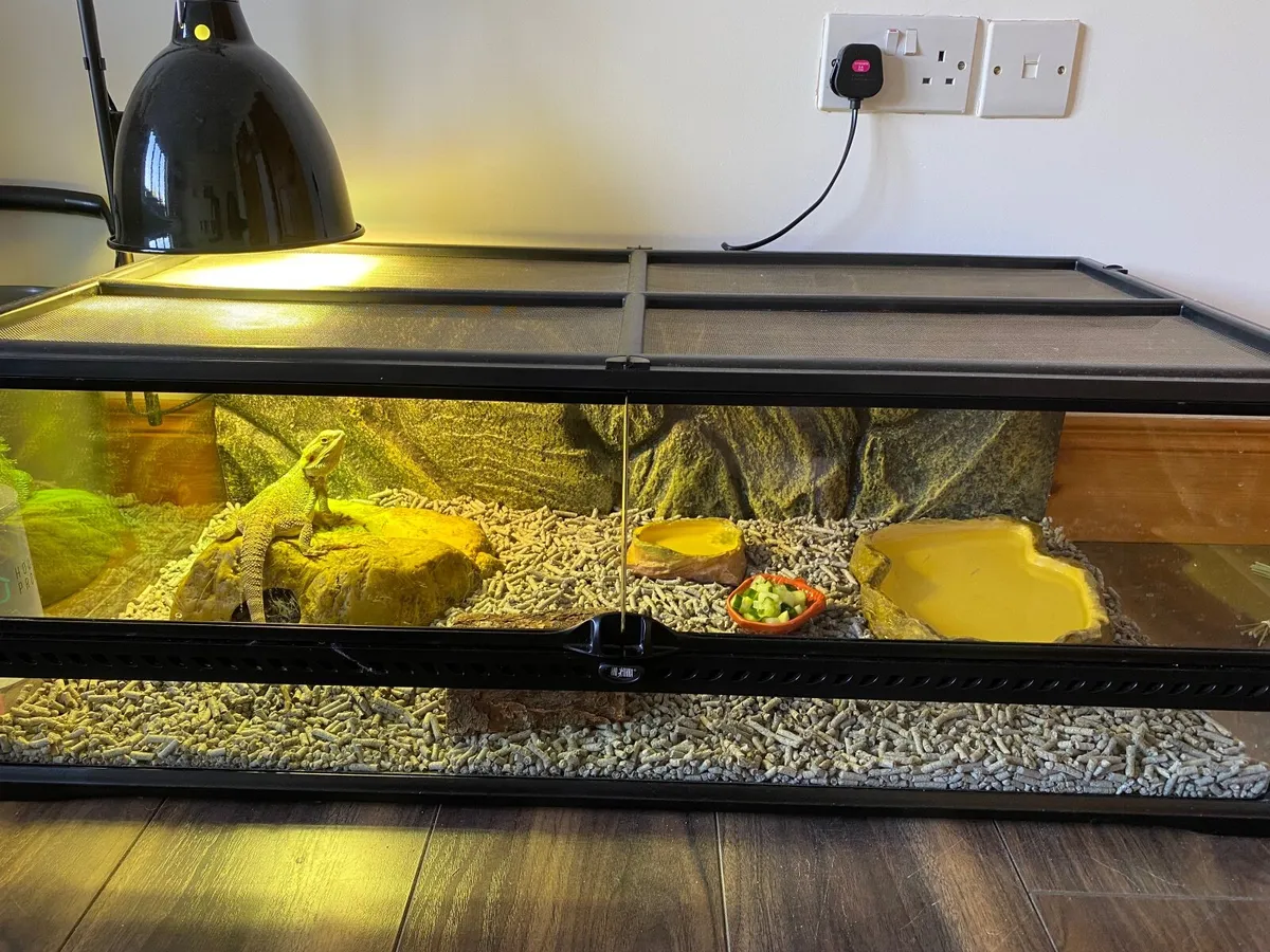 Bearded Dragon - Image 2