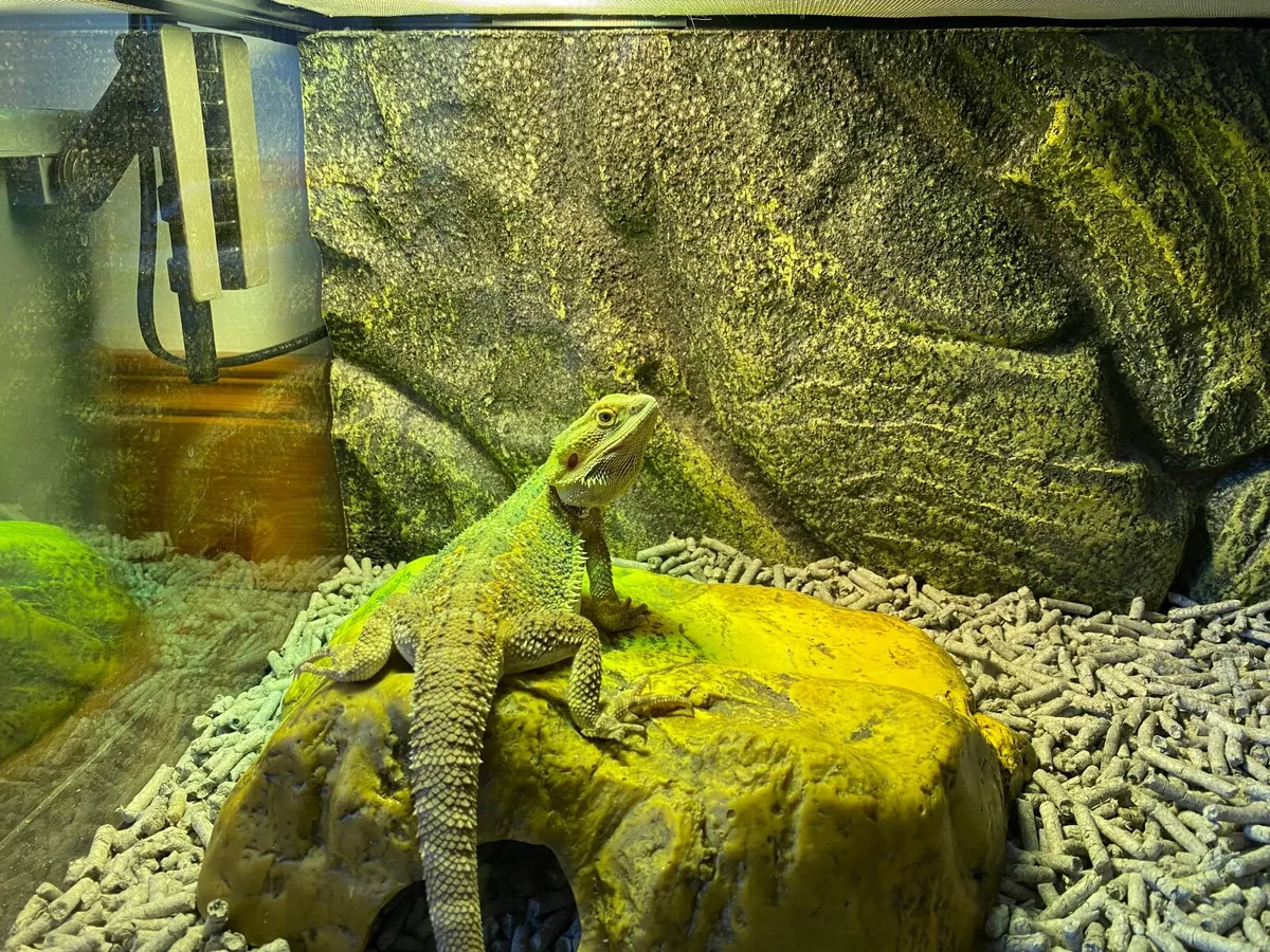 Bearded Dragon - Image 3
