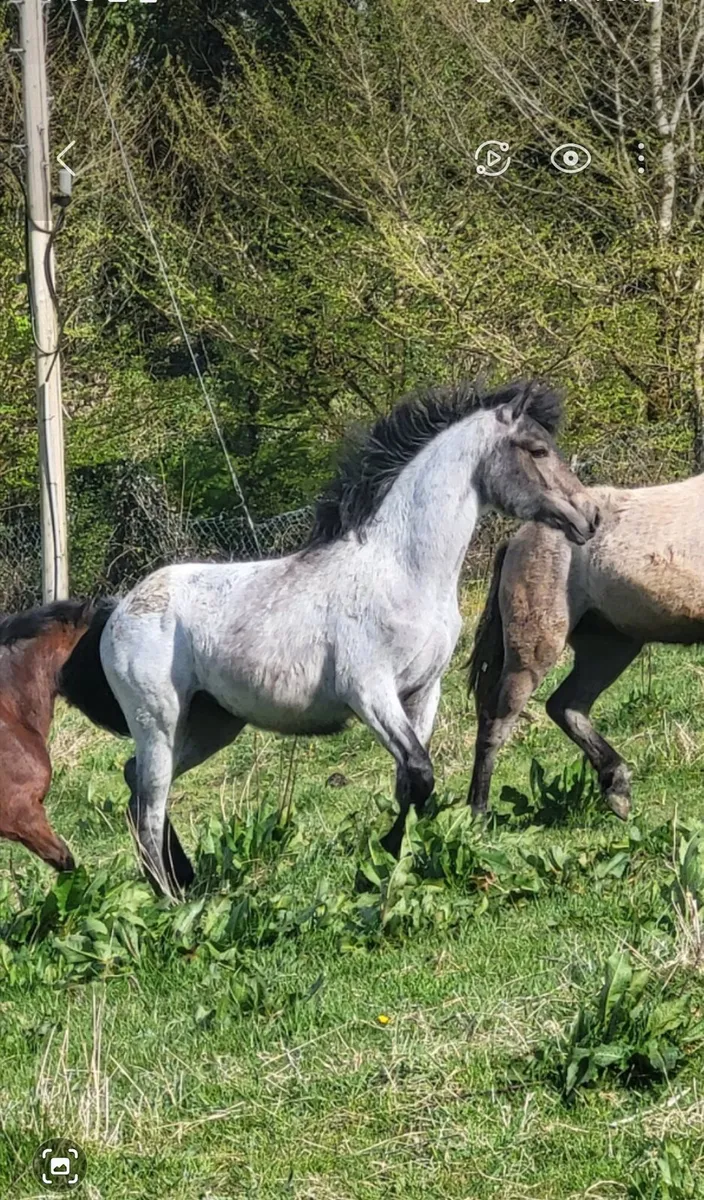 Class 1 Connemara Roan Yearling Filly