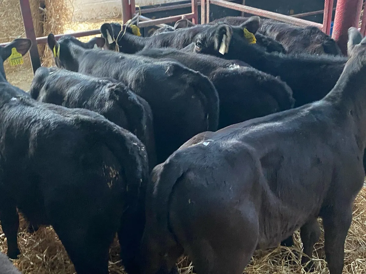 10 Just Reared Angus Heifers - Image 2