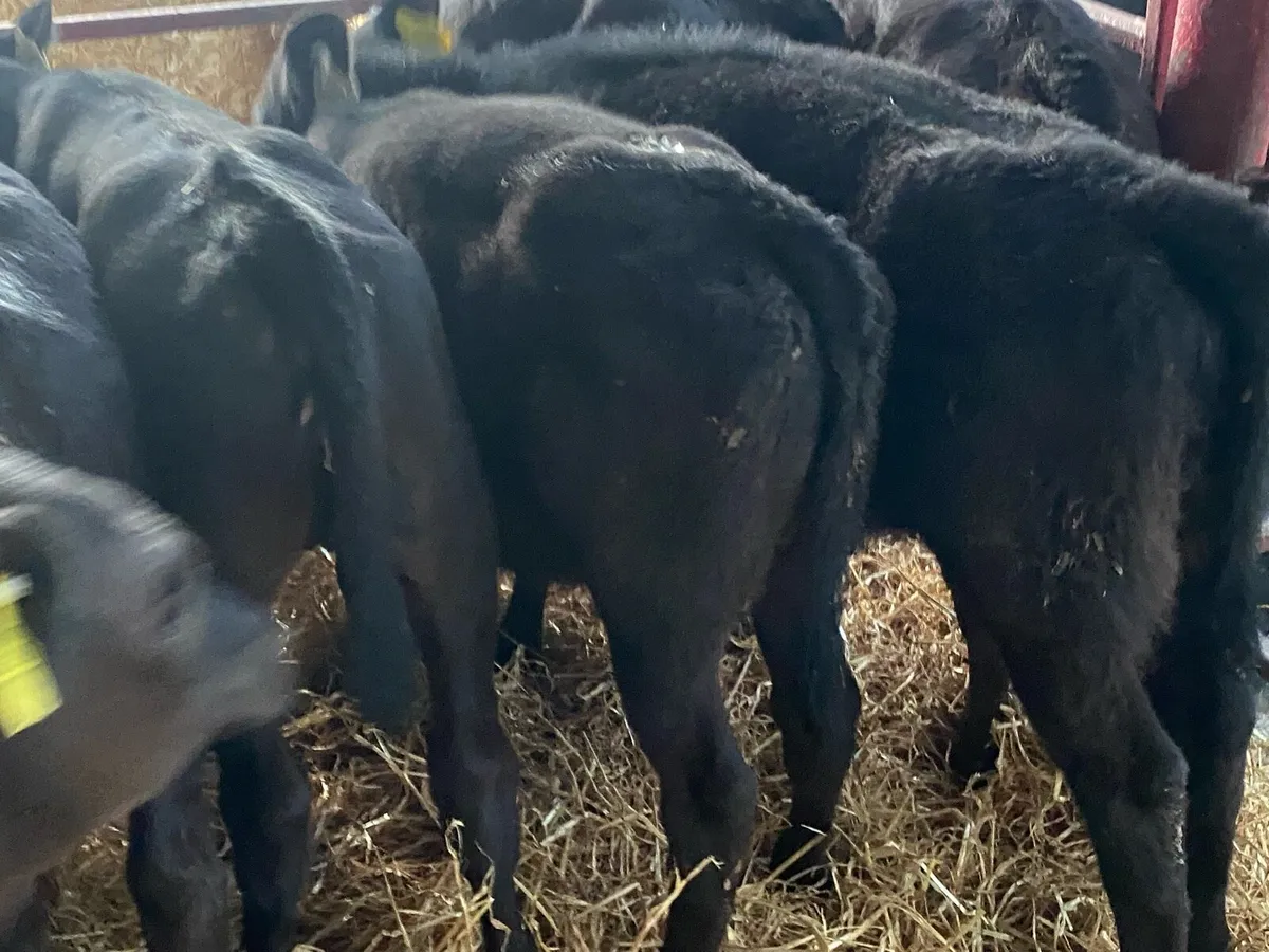 10 Just Reared Angus Heifers - Image 3