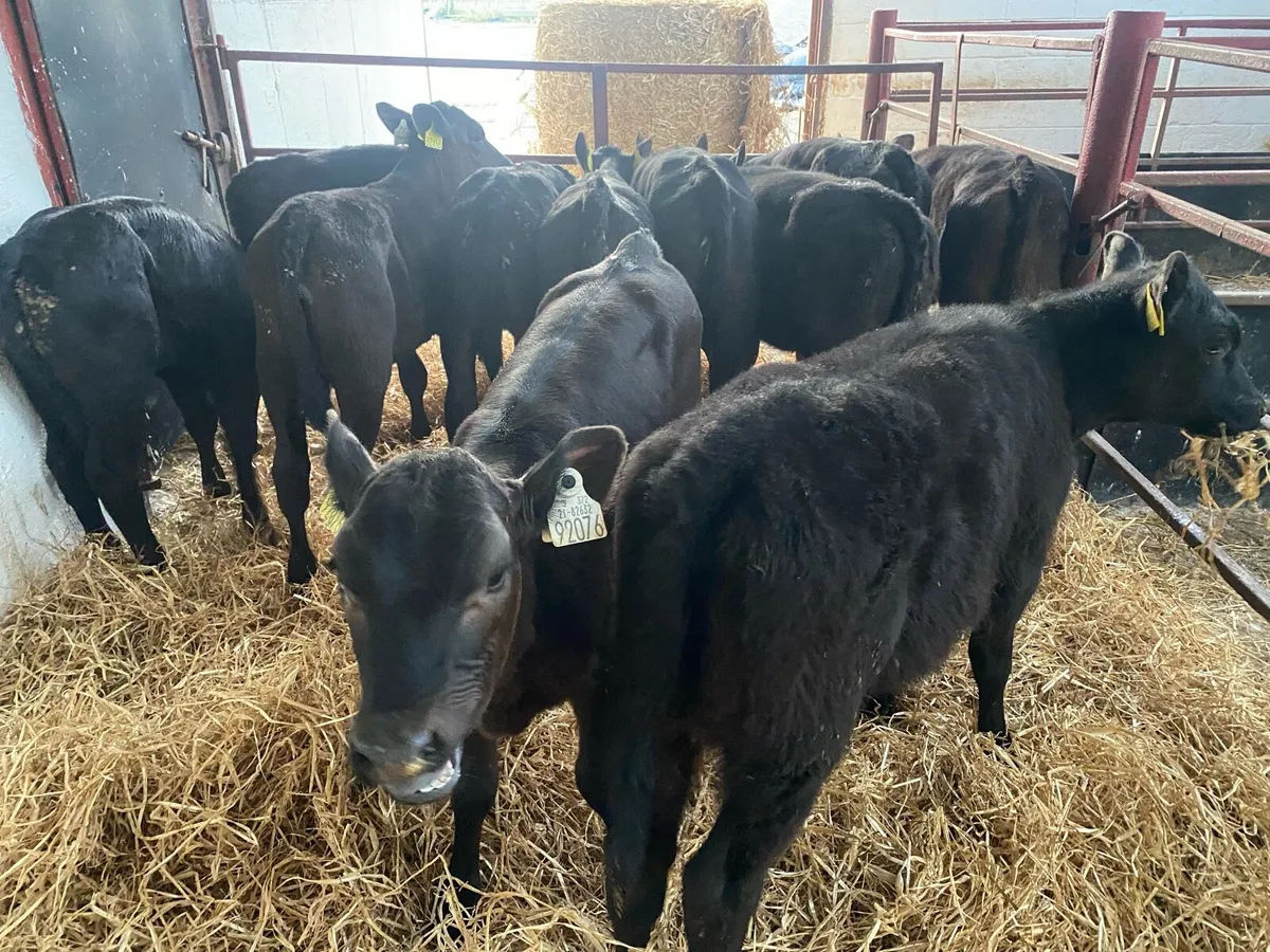 10 Just Reared Angus Heifers - Image 4
