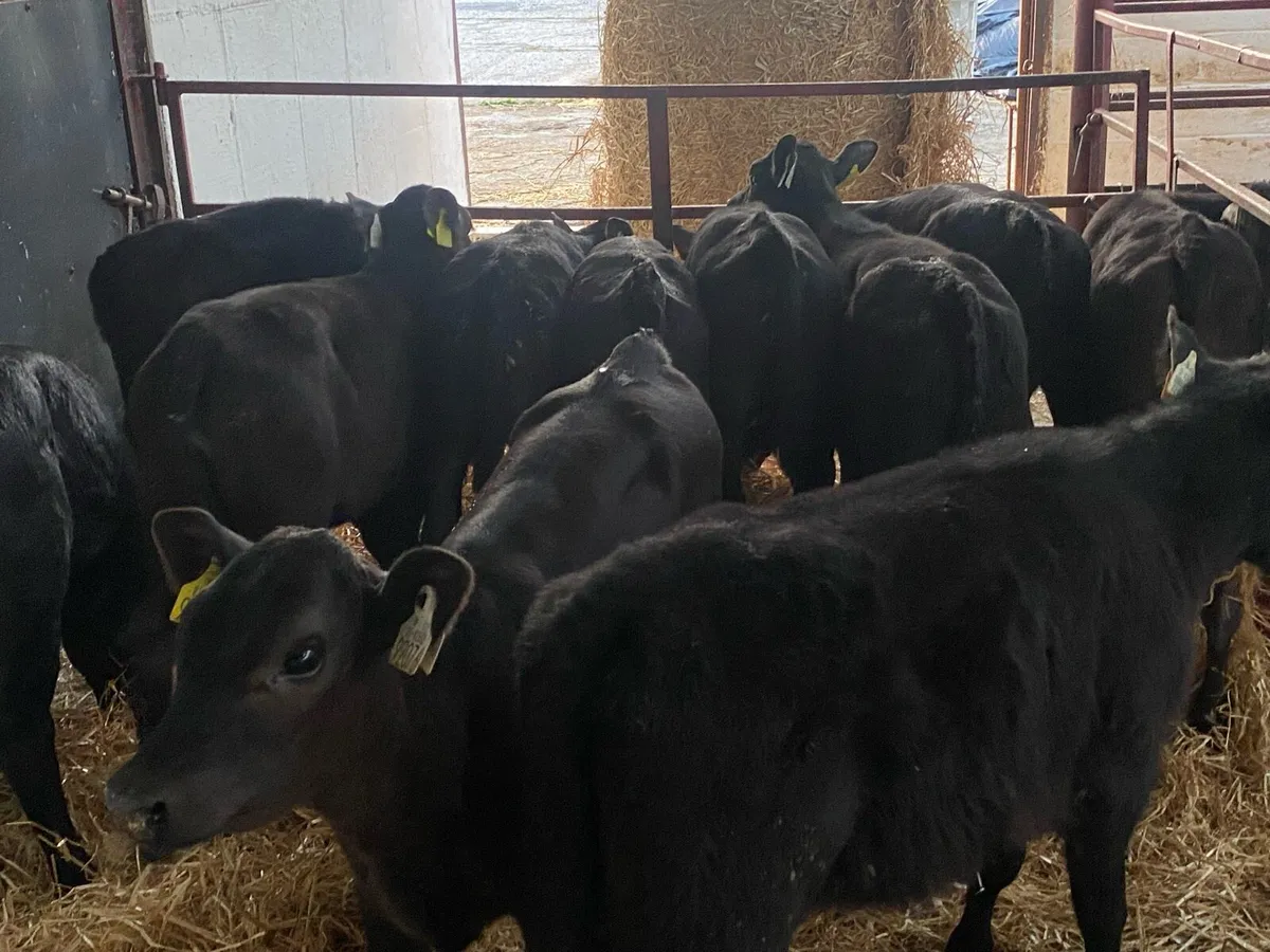 10 Just Reared Angus Heifers - Image 1