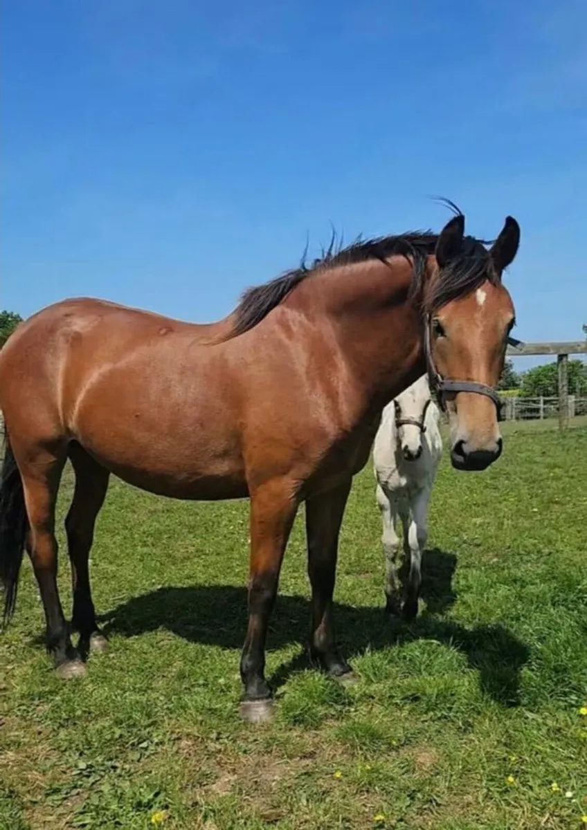 Irish draught mare and foal - Image 3