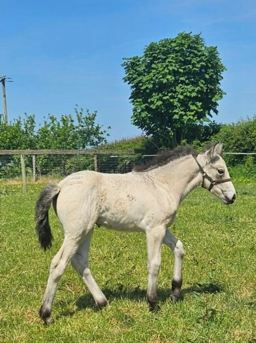 Irish draught mare and foal - Image 4