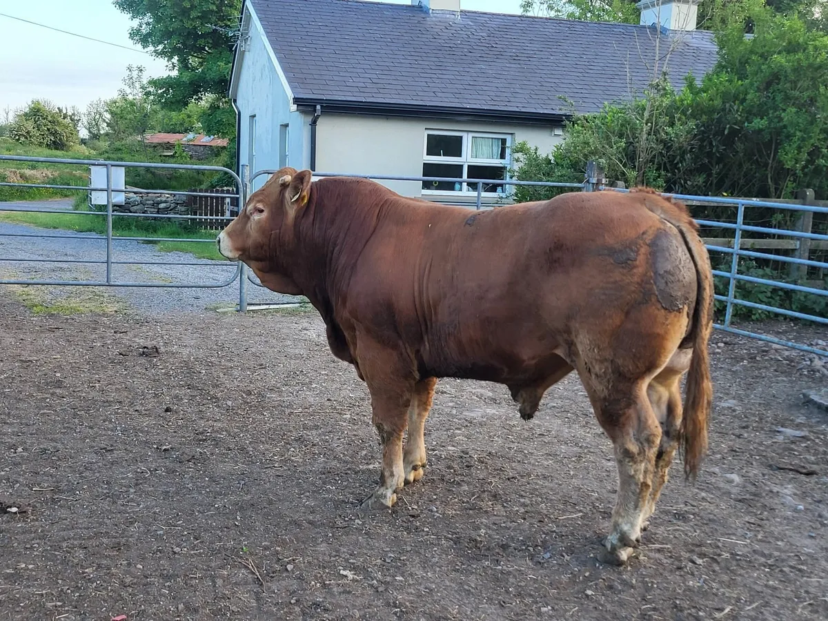 PBR Limousin Bull - Image 2