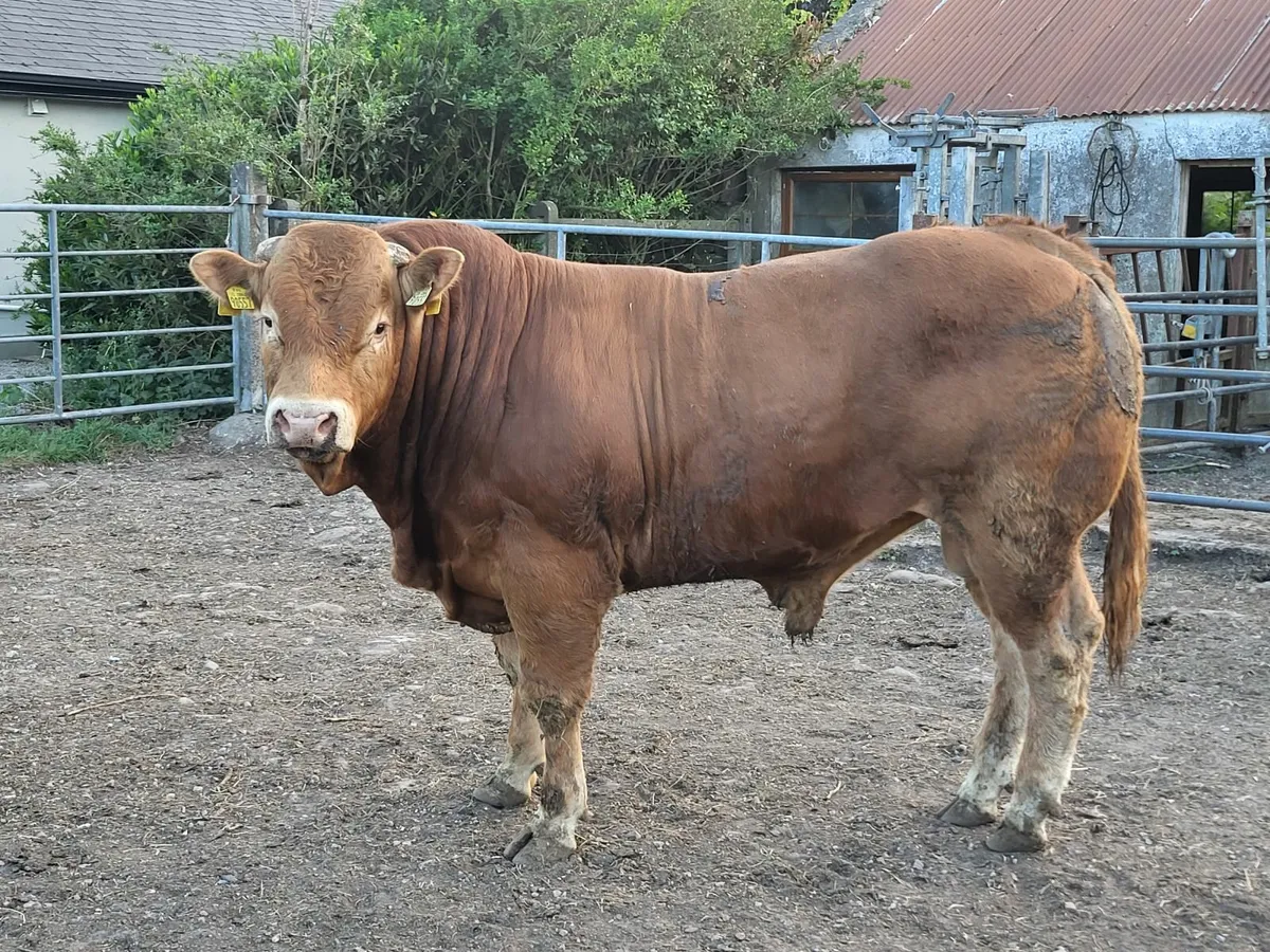 PBR Limousin Bull - Image 3