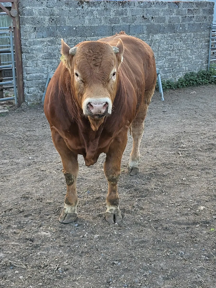 PBR Limousin Bull - Image 1
