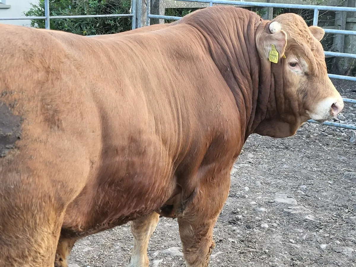 PBR Limousin Bull - Image 4