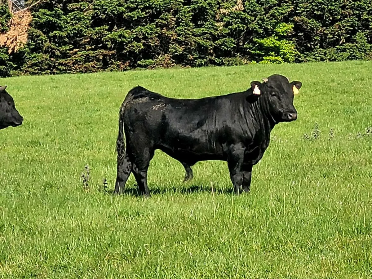 2 Dexter PBR Bulls for Sale - Image 1