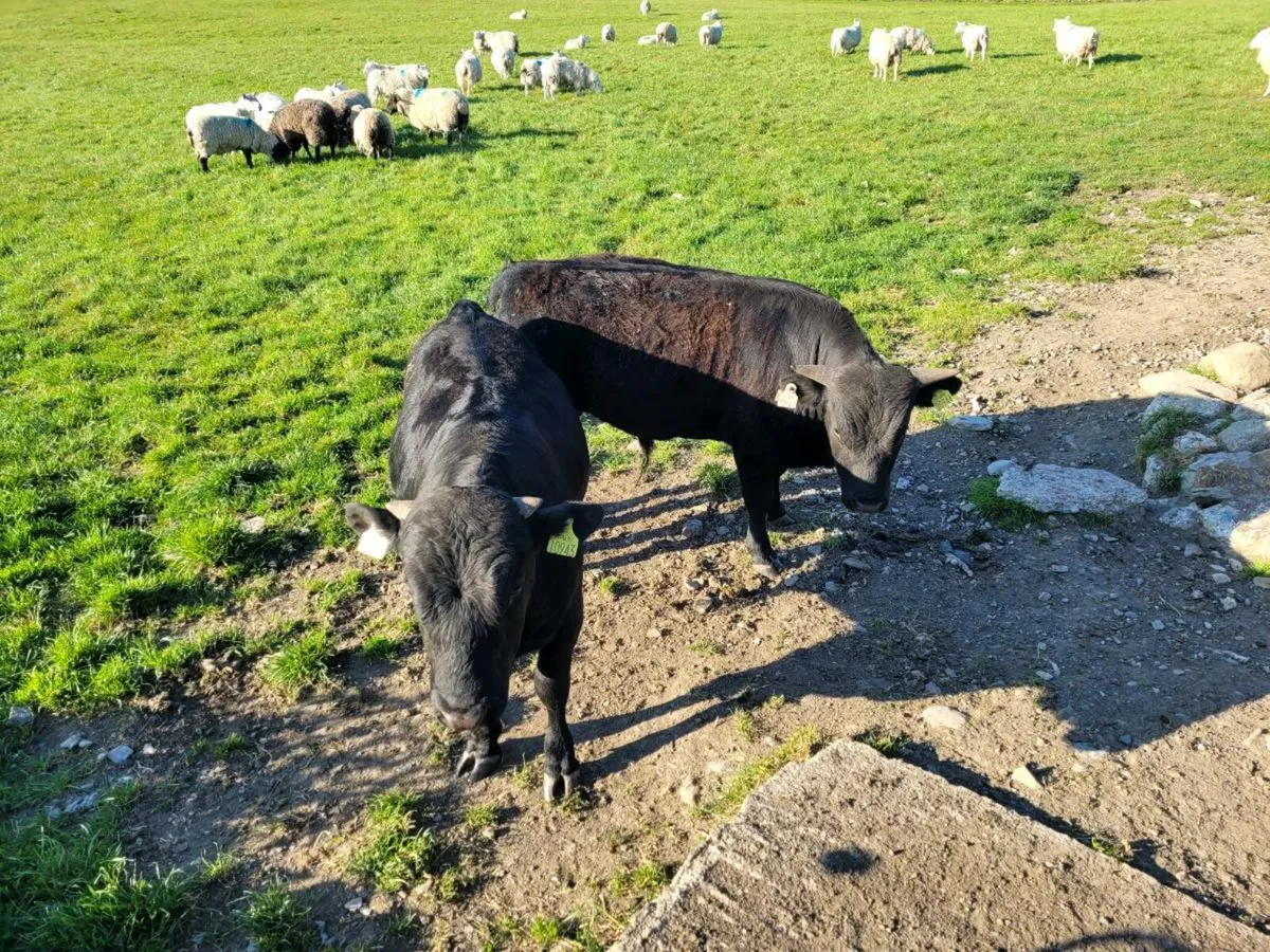 2 Dexter PBR Bulls for Sale - Image 3