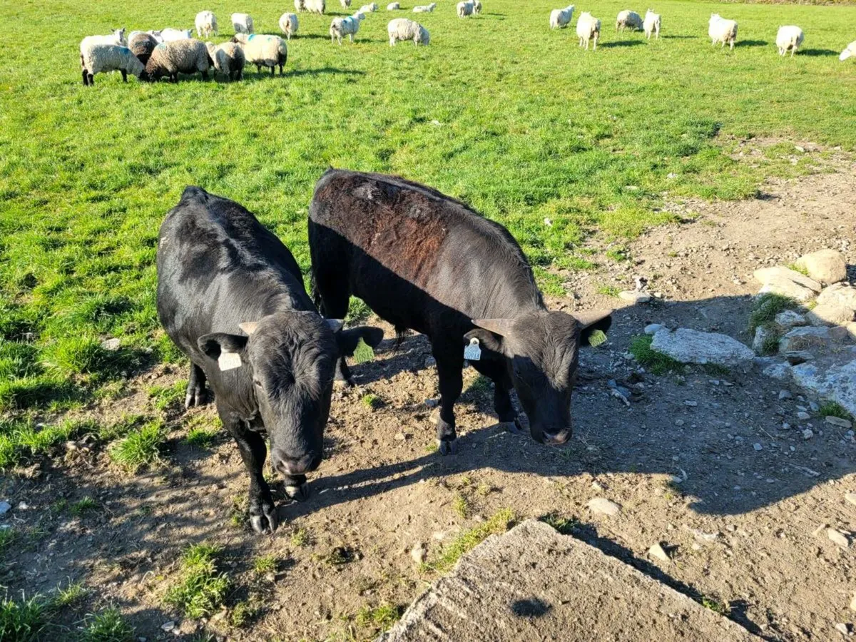 2 Dexter PBR Bulls for Sale - Image 4