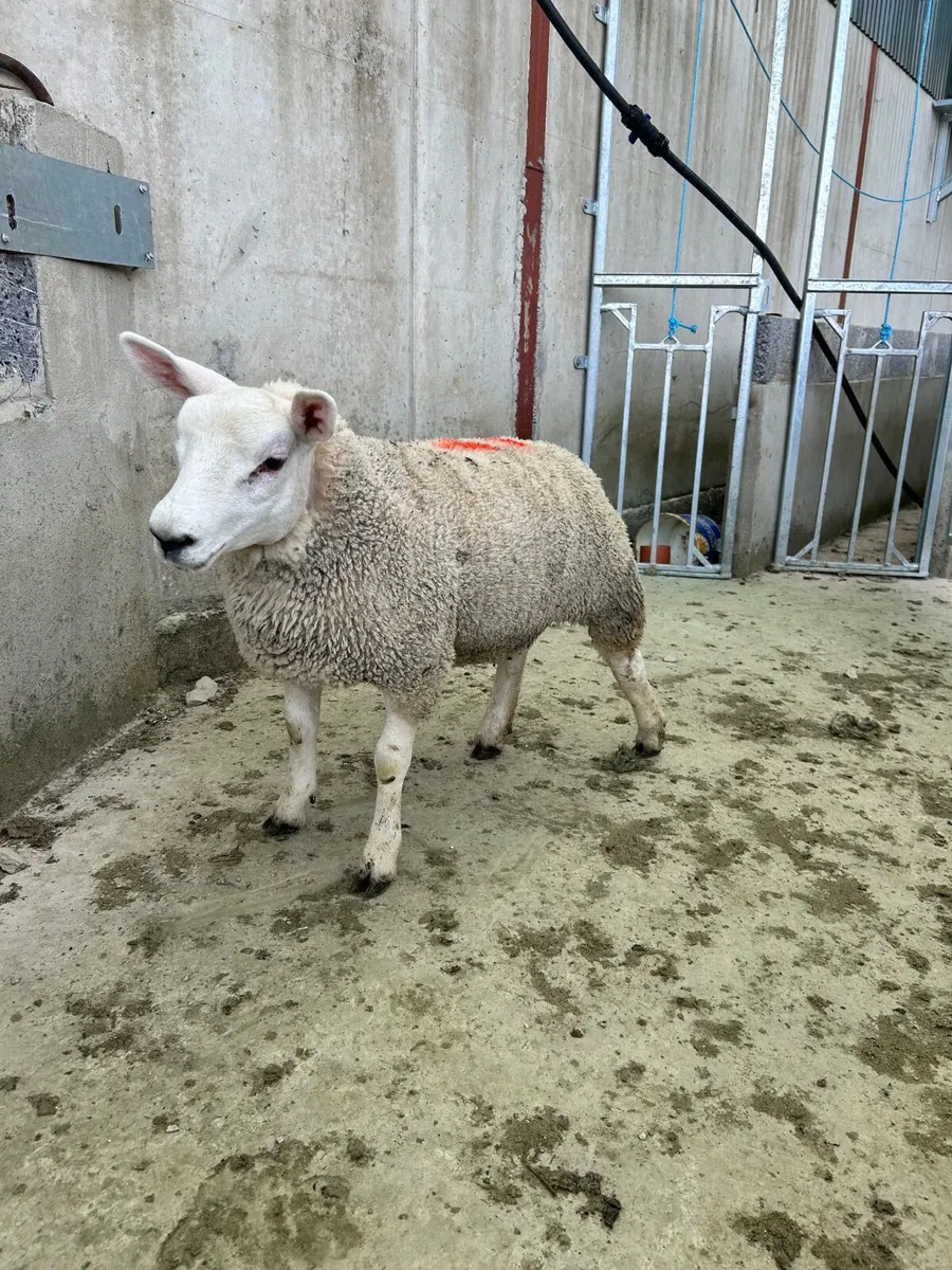 Texel Ewe Lamb - Image 4